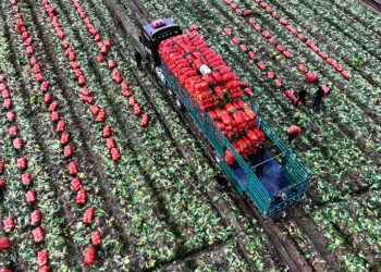 China Implements New Steps to Boost Farmers’ Earnings