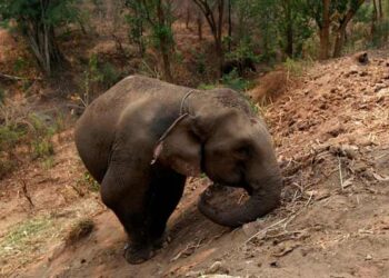 Tourist Tragically Killed by Elephant in Thai Park