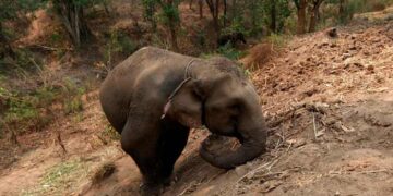 Tourist Tragically Killed by Elephant in Thai Park
