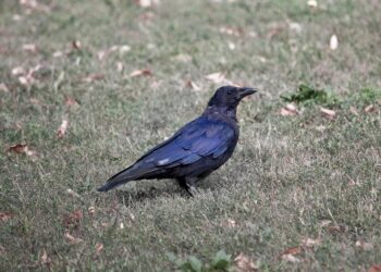 bird 3699282 960 720.jpg