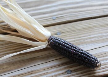 corn 2798028 960 720.jpg