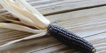 corn 2798028 960 720.jpg