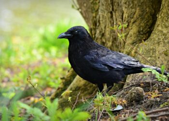 crow 4314822 960 720.jpg