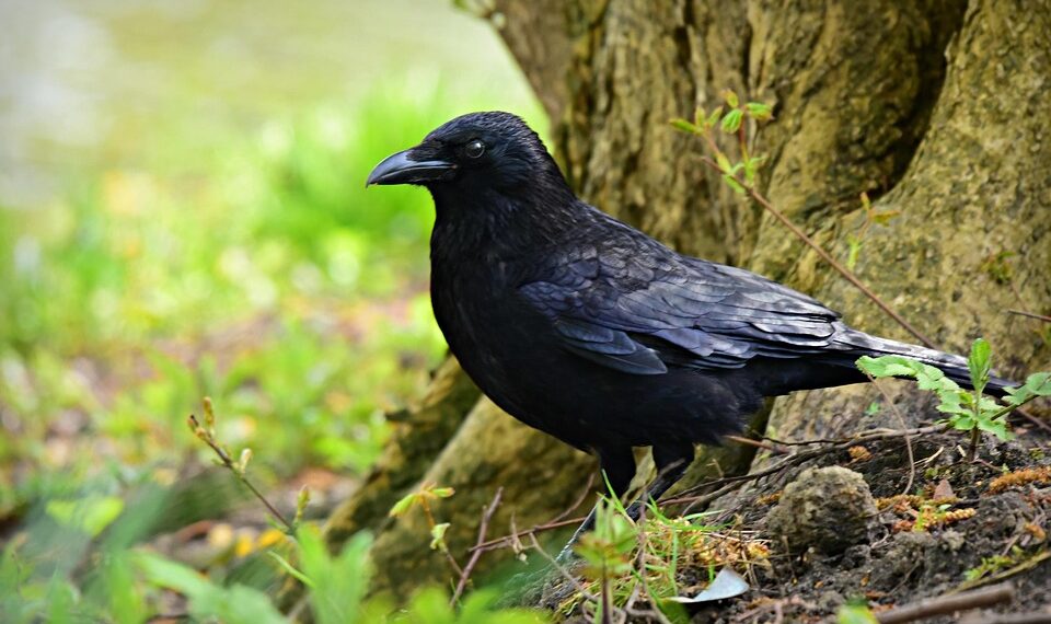 crow 4314822 960 720.jpg