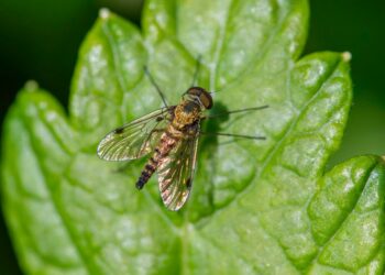 erik karits nature 10106475 960 720.jpg