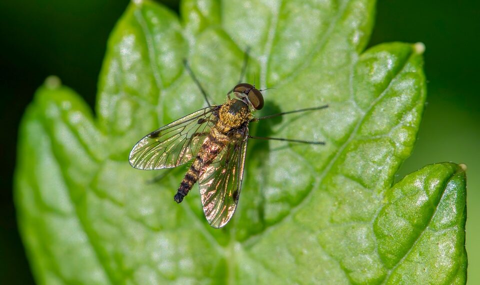 erik karits nature 10106475 960 720.jpg