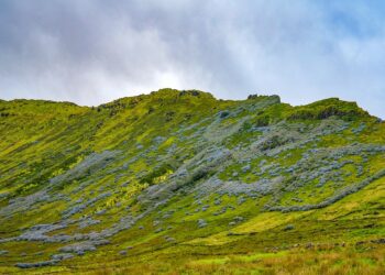 hydrangeas 10009982 960 720.jpg