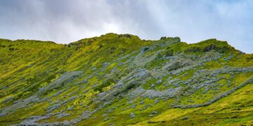 hydrangeas 10009982 960 720.jpg