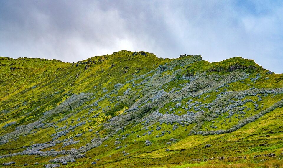 hydrangeas 10009982 960 720.jpg