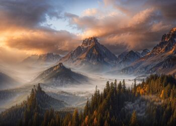 jplenio forest 8705064 960 720.jpg