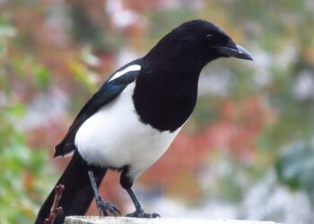 magpie 4598838 960 720.jpg