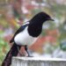 magpie 4598838 960 720.jpg