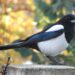 magpie 4611401 960 720.jpg