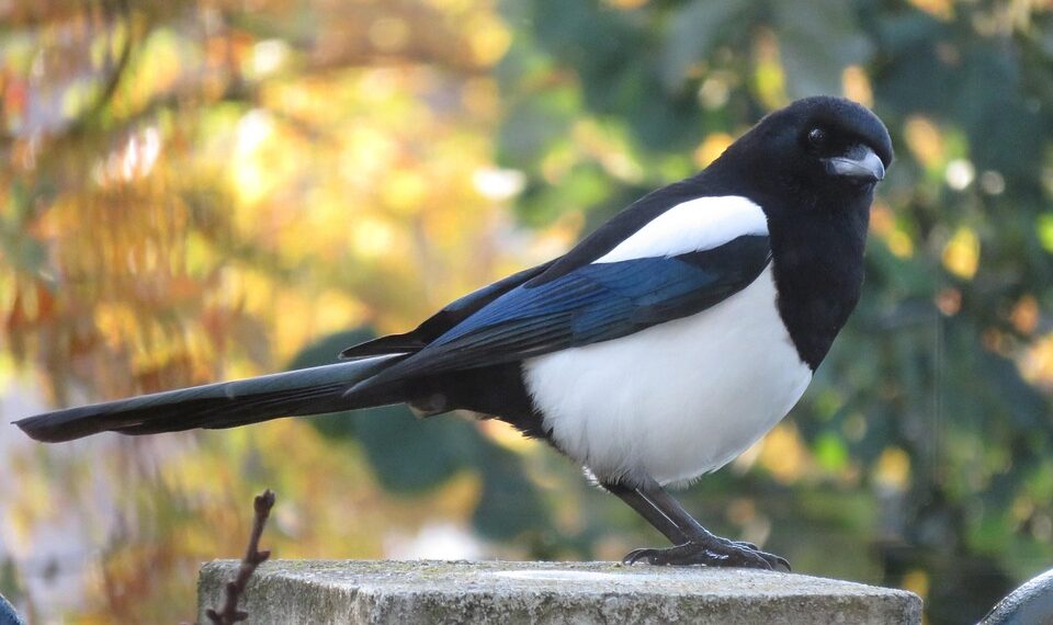 magpie 4611401 960 720.jpg