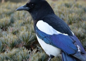 magpie 8563086 960 720.jpg