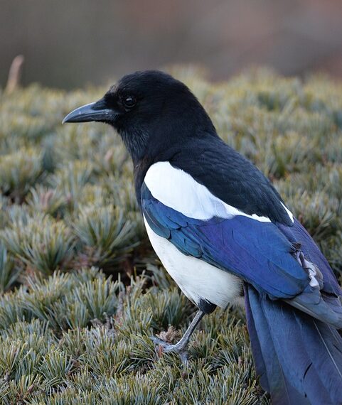 magpie 8563086 960 720.jpg