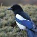 magpie 8563086 960 720.jpg