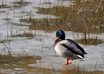 11 19 15 951 960 720.jpg