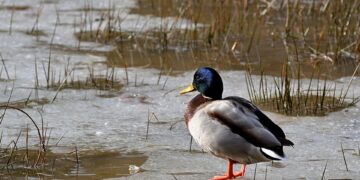 11 19 15 951 960 720.jpg