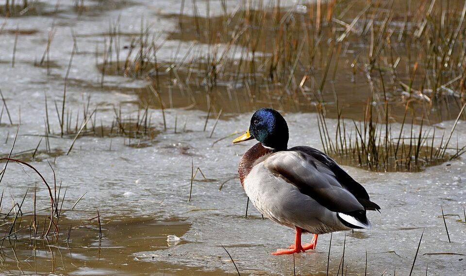 11 19 15 951 960 720.jpg