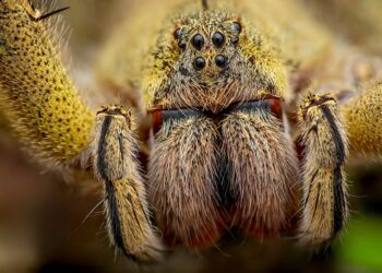 25 Lesser-Known Animal Facts You’ve Never Heard 

1.  A bite from the Brazilian