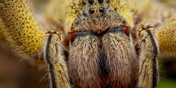 25 Lesser-Known Animal Facts You’ve Never Heard 

1.  A bite from the Brazilian