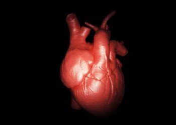 Can a Photo Protect Your Heart? New Study Reveals Visual Impact on Risk