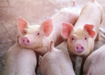 China’s Hog Prices Sink to 7-Year Low in 2026, Pig Farmers Face Heavy Strain