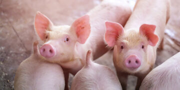 China’s Hog Prices Sink to 7-Year Low in 2026, Pig Farmers Face Heavy Strain