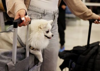 Dubai introduces pet evacuation for international travel