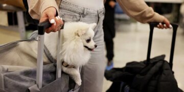 Dubai introduces pet evacuation for international travel