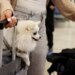 Dubai introduces pet evacuation for international travel
