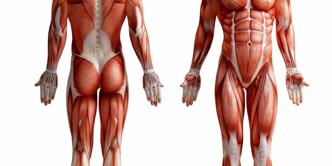 Human Body – Quick Facts 

 Total Teeth – 32
 Total Bones in Adult – 206
 Blood