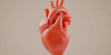 Your Gut Microbes Could Signal Heart Disease Risk