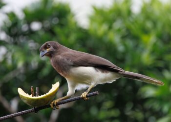 bird 10014715 960 720.jpg