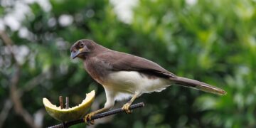 bird 10014715 960 720.jpg