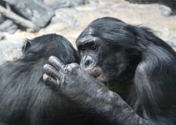 bonobo 4917396 960 720.jpg