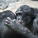 bonobo 4917396 960 720.jpg