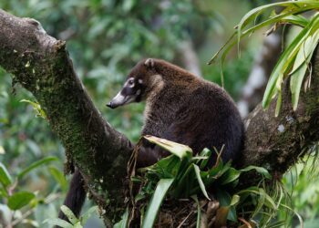 coatimundi 10014712 960 720.jpg