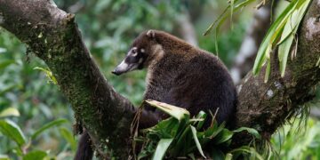 coatimundi 10014712 960 720.jpg