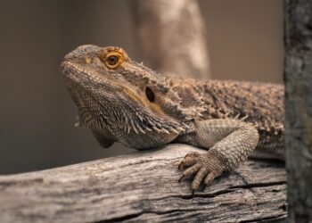 dragon 10020171 960 720.jpg