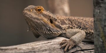 dragon 10020171 960 720.jpg