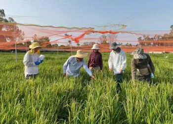 Chinese Scientists Find Genetic Key to Rice Bacterial Blight Resistance