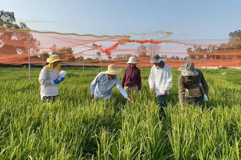 Chinese Scientists Find Genetic Key to Rice Bacterial Blight Resistance
