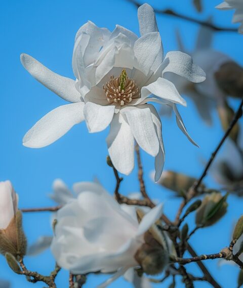 How To Enable Developer Options on Android (And What It Does)