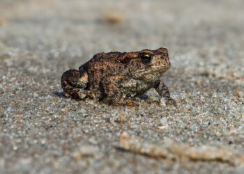 How To Secure Your Signal Texts on iPhone After FBI Crackdown