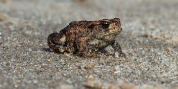 How To Secure Your Signal Texts on iPhone After FBI Crackdown