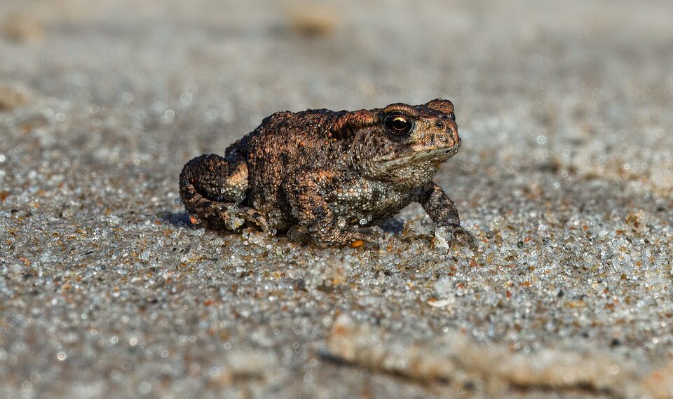 How To Secure Your Signal Texts on iPhone After FBI Crackdown