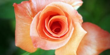 Windows 11 laptop security system crash blue screen error