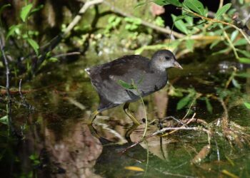 Sonos Era 300 speaker with phone